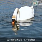 关于韩寒经典语录_名人名言精选