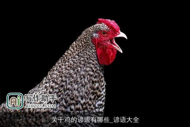 关于鸡的谚语有哪些_谚语大全