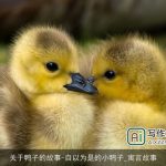 关于鸭子的故事-自以为是的小鸭子_寓言故事