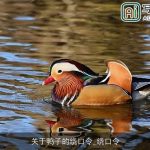 关于鸭子的绕口令_绕口令