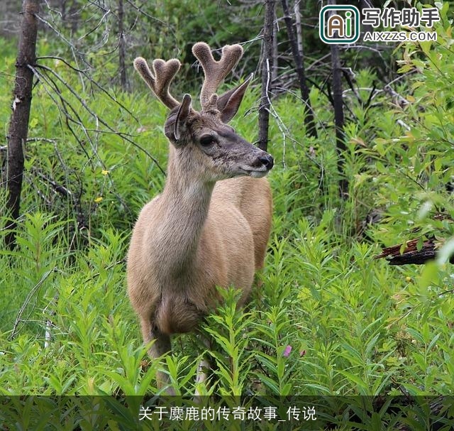 关于麋鹿的传奇故事_传说