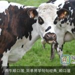 养牛顺口溜_简单易学句句经典_顺口溜
