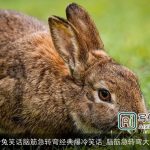 冷兔笑话脑筋急转弯经典爆冷笑话_脑筋急转弯大全
