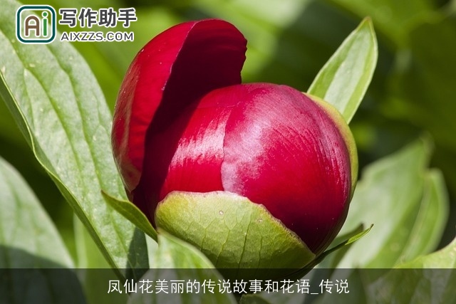 凤仙花美丽的传说故事和花语_传说