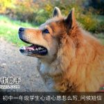 初中一年级学生心语心愿怎么写_问候短信