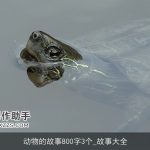 动物的故事800字3个_故事大全