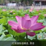 北海话俗语精选_俚语