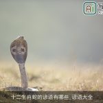 十二生肖蛇的谚语有哪些_谚语大全
