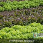 同事新婚祝福语_结婚祝福语