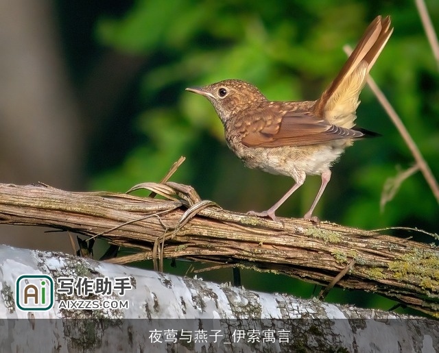 夜莺与燕子_伊索寓言