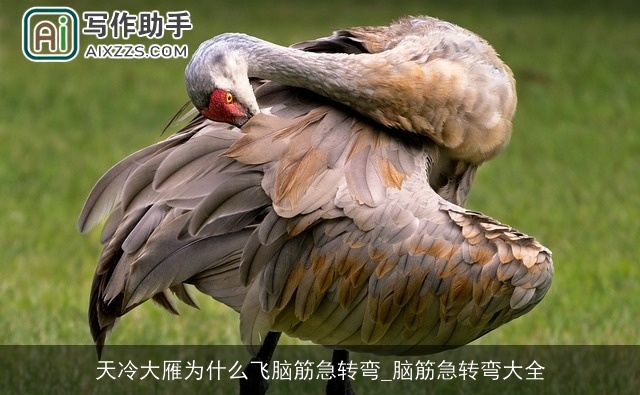 天冷大雁为什么飞脑筋急转弯_脑筋急转弯大全