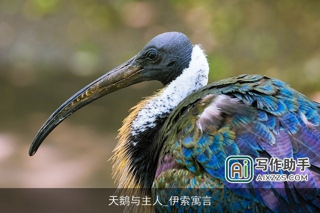 天鹅与主人_伊索寓言