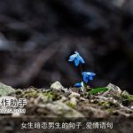 女生暗恋男生的句子_爱情语句