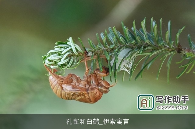 孔雀和白鹤_伊索寓言