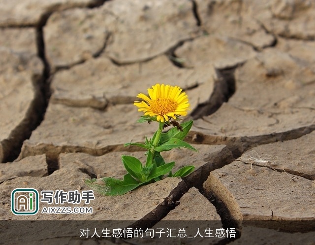 对人生感悟的句子汇总_人生感悟