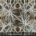 巴甫洛夫名言名句大全_名言名句