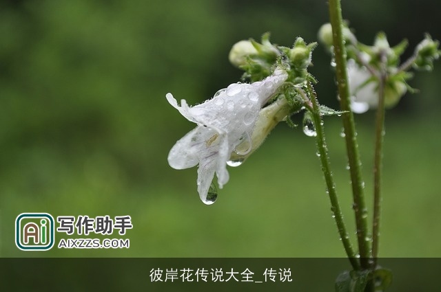 彼岸花传说大全_传说