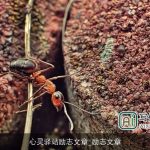 心灵驿站励志文章_励志文章
