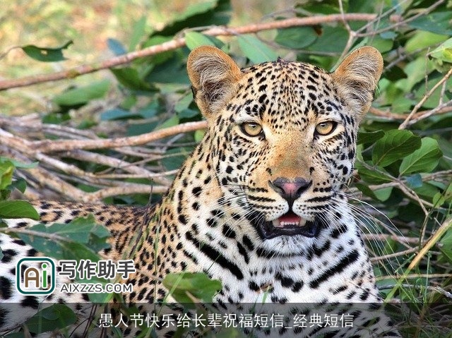 愚人节快乐给长辈祝福短信_经典短信