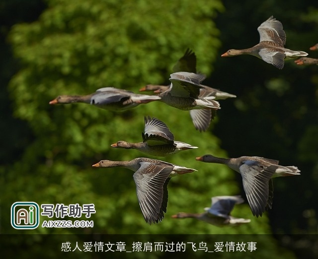 感人爱情文章_擦肩而过的飞鸟_爱情故事