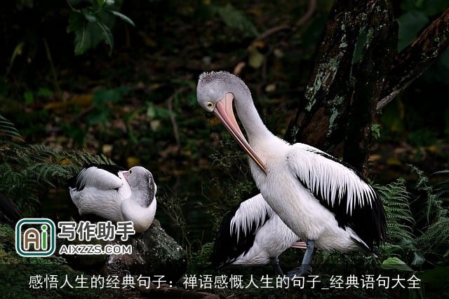 感悟人生的经典句子：禅语感慨人生的句子_经典语句大全