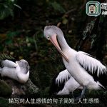 描写对人生感悟的句子简短_人生感悟