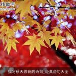 描写秋天收获的诗句_经典语句大全