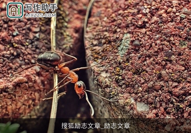 搜狐励志文章_励志文章