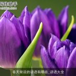 春天常说的谚语有哪些_谚语大全