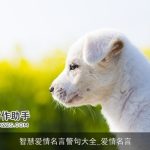 智慧爱情名言警句大全_爱情名言