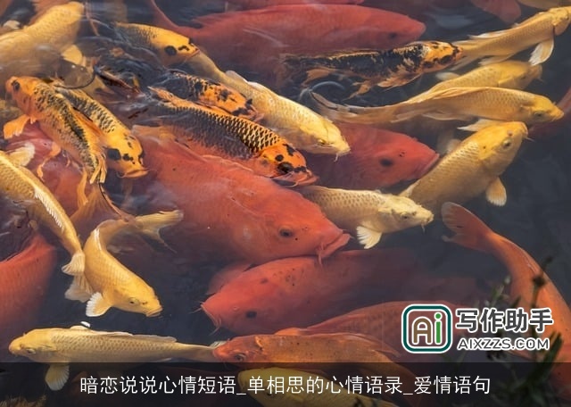 暗恋说说心情短语_单相思的心情语录_爱情语句