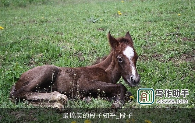 最搞笑的段子知乎_段子