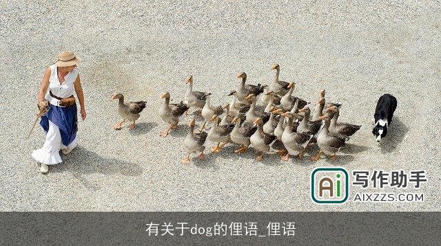 有关于dog的俚语_俚语