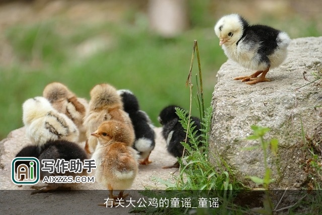 有关大公鸡的童谣_童谣