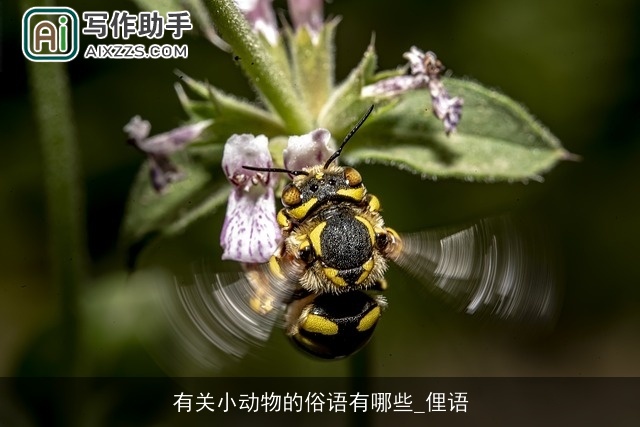 有关小动物的俗语有哪些_俚语