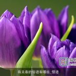 有关春的俗语有哪些_俚语