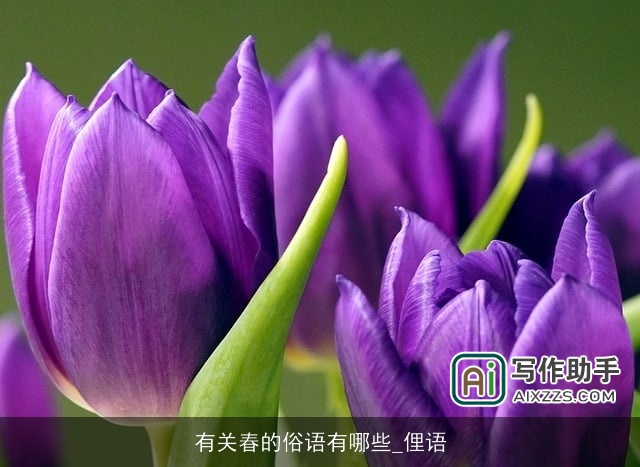 有关春的俗语有哪些_俚语