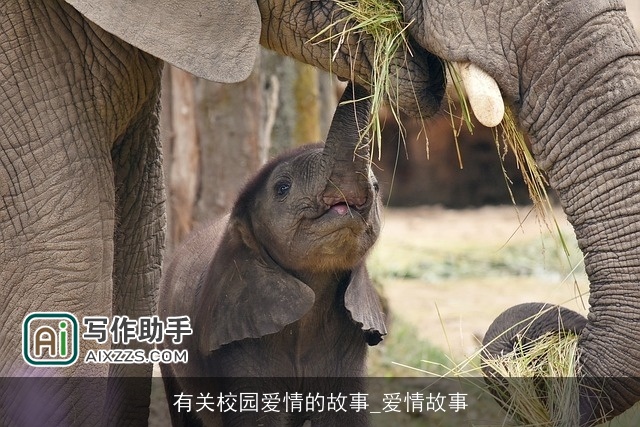 有关校园爱情的故事_爱情故事