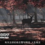 有关法律的格言警句精选_人生格言