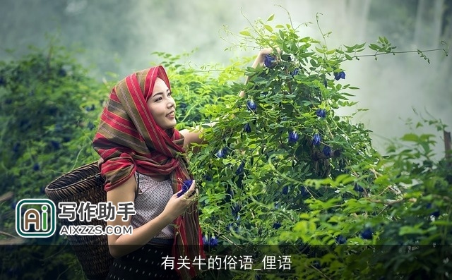 有关牛的俗语_俚语