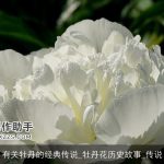 有关牡丹的经典传说_牡丹花历史故事_传说