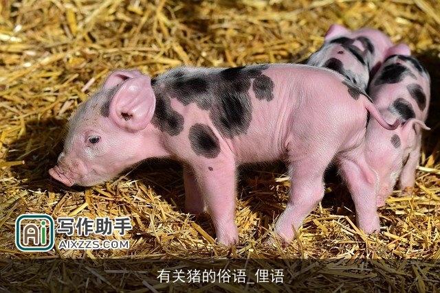 有关猪的俗语_俚语