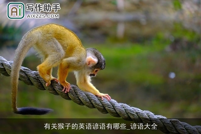 有关猴子的英语谚语有哪些_谚语大全
