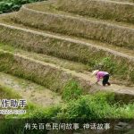 有关百色民间故事_神话故事