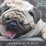 有关缝裤缝的绕口令_绕口令