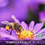 有关蜂花护发素的绕口令_绕口令