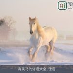 有关马的俗语大全_俚语