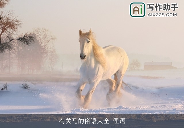 有关马的俗语大全_俚语