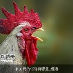 有关鸡的俗语有哪些_俚语