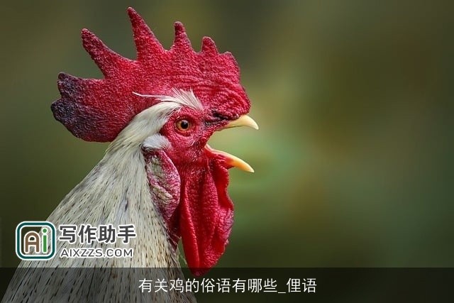 有关鸡的俗语有哪些_俚语